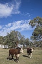 Australian countryside farm scene with cows Royalty Free Stock Photo