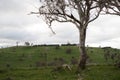 Australian Countryside near Goulburn on a Cloudy Day