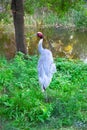 Australian crane Royalty Free Stock Photo