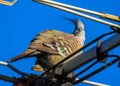 Crested pigeon on the antena