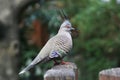 Australian Crested Pigeon Ocyphaps lophotes Royalty Free Stock Photo