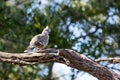 An Australian Crested Pigeon sitting on a Tree