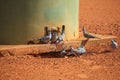 Australian crested pigeon, at watering hole