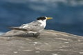 Australian Crested tern standing on a rock