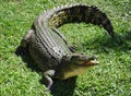 Australian Crocodile Royalty Free Stock Photo