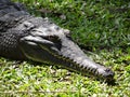 Australian crocodile Royalty Free Stock Photo