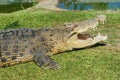 Australian crocodile on the grass in Queensland, Australia. Royalty Free Stock Photo