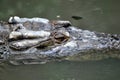 Australian Crocodile head close up Royalty Free Stock Photo