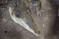 Australian crocodile photo, like a calm but suddenly incredibly speedy