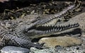 Australian crocodile`s head 6 Royalty Free Stock Photo