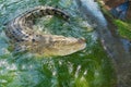 Australian crocodile in water in Queensland, Australia. Royalty Free Stock Photo