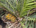 Australian cycad Macrozamia miquelii Royalty Free Stock Photo