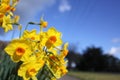 Australian daffodil flowers against cloudy blue sky