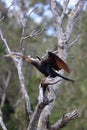 Australian Darter (Anhinga Melanogaster)