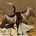 Australian Darter bird Royalty Free Stock Photo