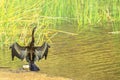 Australian darter Finke River Royalty Free Stock Photo