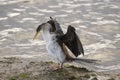 Australian Darter Snake Bird drying wings Royalty Free Stock Photo