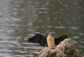 Australian Darter Snake bird on it`s natural wetland habitat