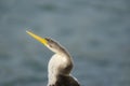 Australian Darter or Snakebird. on a sea-green background Royalty Free Stock Photo