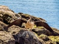 Australian darter water bird drying its wings on the shore of South Perth Royalty Free Stock Photo