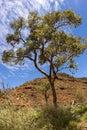 Australian desert, Kings Canyon, Northern Territory, Watarrka National Park, Australia Royalty Free Stock Photo