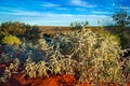 Australian desert (outback) Royalty Free Stock Photo