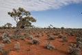 The Australian desert, the outback Royalty Free Stock Photo