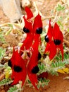Australian Desert Pea Royalty Free Stock Photo