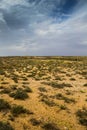 Australian desert shrubs over a stormy winter sky Royalty Free Stock Photo