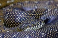 Australian Diamond Python Royalty Free Stock Photo