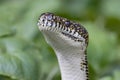 Australian Diamond Python Royalty Free Stock Photo