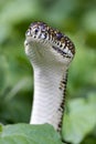 Australian Diamond Python Royalty Free Stock Photo