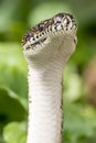 Australian Diamond Python Royalty Free Stock Photo