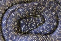 Australian Diamond Python