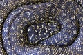 Australian Diamond Python Royalty Free Stock Photo
