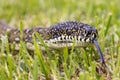 Australian Diamond Python