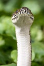 Australian Diamond Python Royalty Free Stock Photo