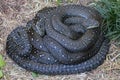 Australian Diamond Pythons