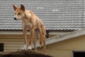 Australian dingo Royalty Free Stock Photo