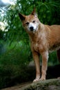 Australian Dingo