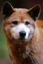 Australian Dingo