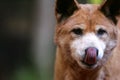 Australian Dingo