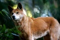 Australian Dingo