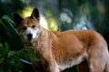 Australian Dingo