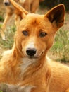 Australian dingo