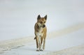 Australian Dingo on beach Royalty Free Stock Photo