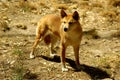 Australian dingo (canis lupus dingo)