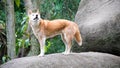 Australian dingo (canis lupus dingo)