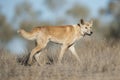 Australian dingo Royalty Free Stock Photo