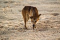 Australian Dingo